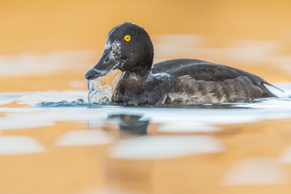 The tufted duck dives for mussels, small crabs and insect larvae.