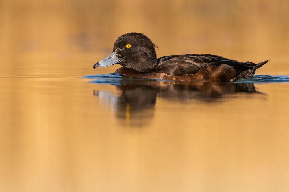 The female of the tufted duck is brown all over. Beak and eyes are the same as the male
