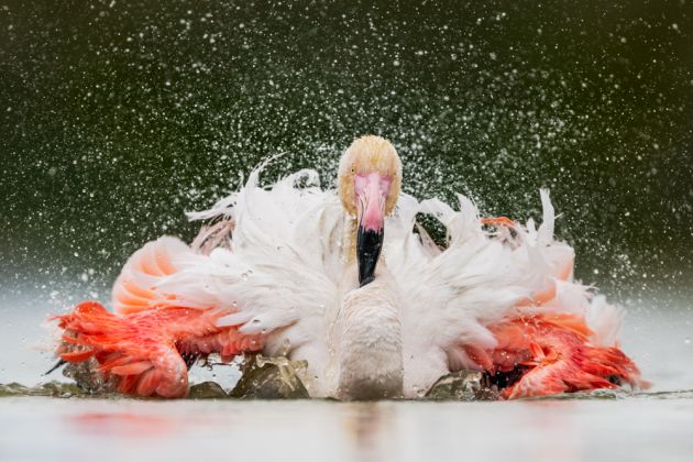 Beispielfotos von der Camargue FotoReise mit Birdingtours und Nikon.