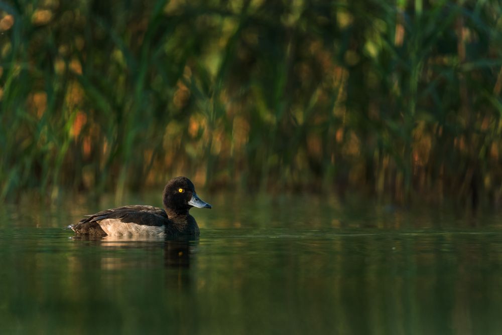 The eclipse plumage of the male tufted duck does not differ much from the breeding plumage. Only the sides are more greyish and the tuft of feathers at the back of the head is missing.
