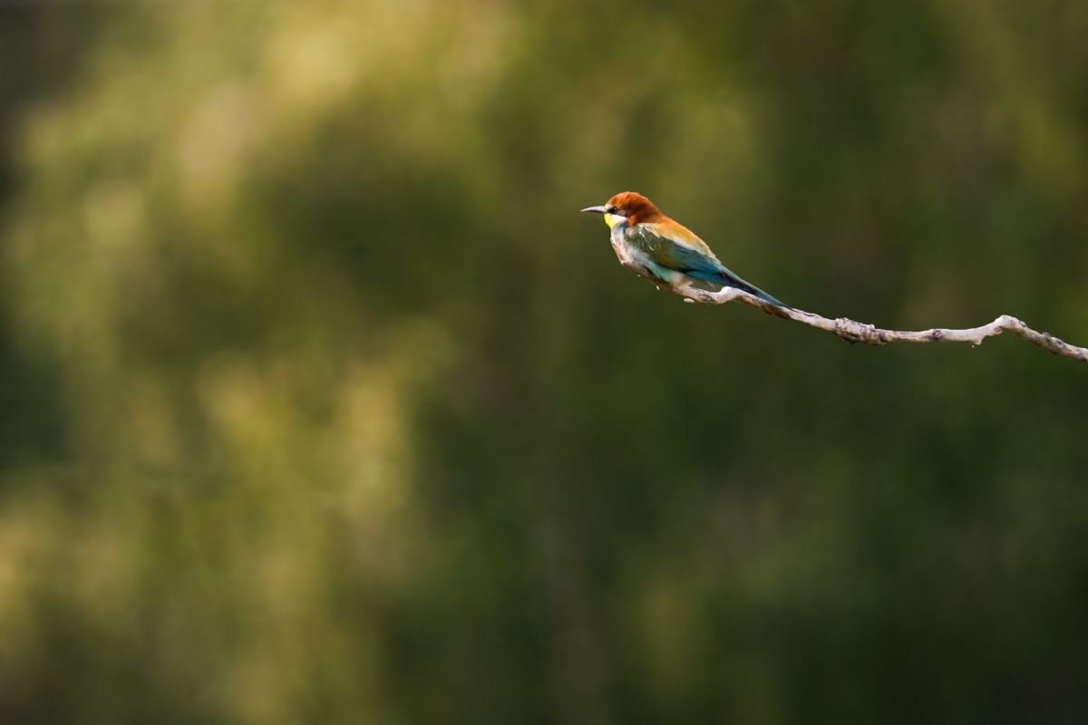 Galerie von diversen Vogelarten, fotografiert von Naturfotograf Nicolas Stettler.