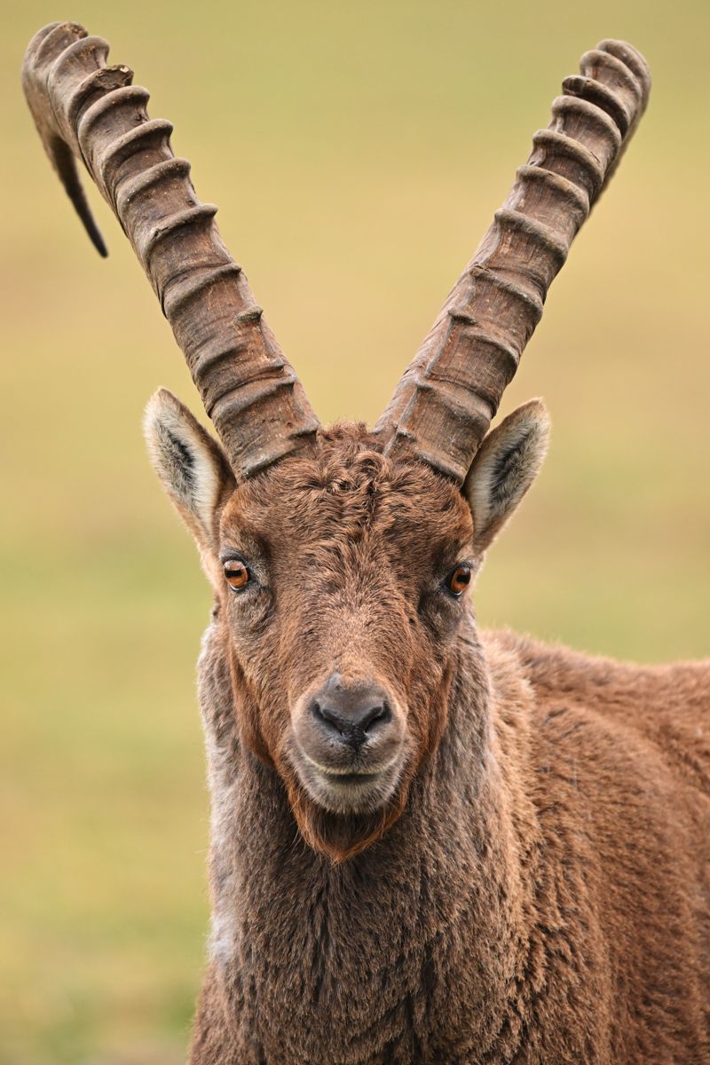 Gallery of alpine ibex, photographed by nature photographer Nicolas Stettler.