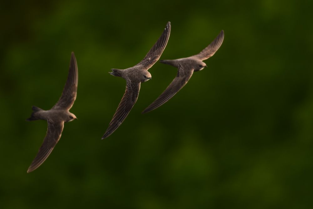 Beispielfotos von der Neusiedlersee Reise mit Birdingtours und Nikon.