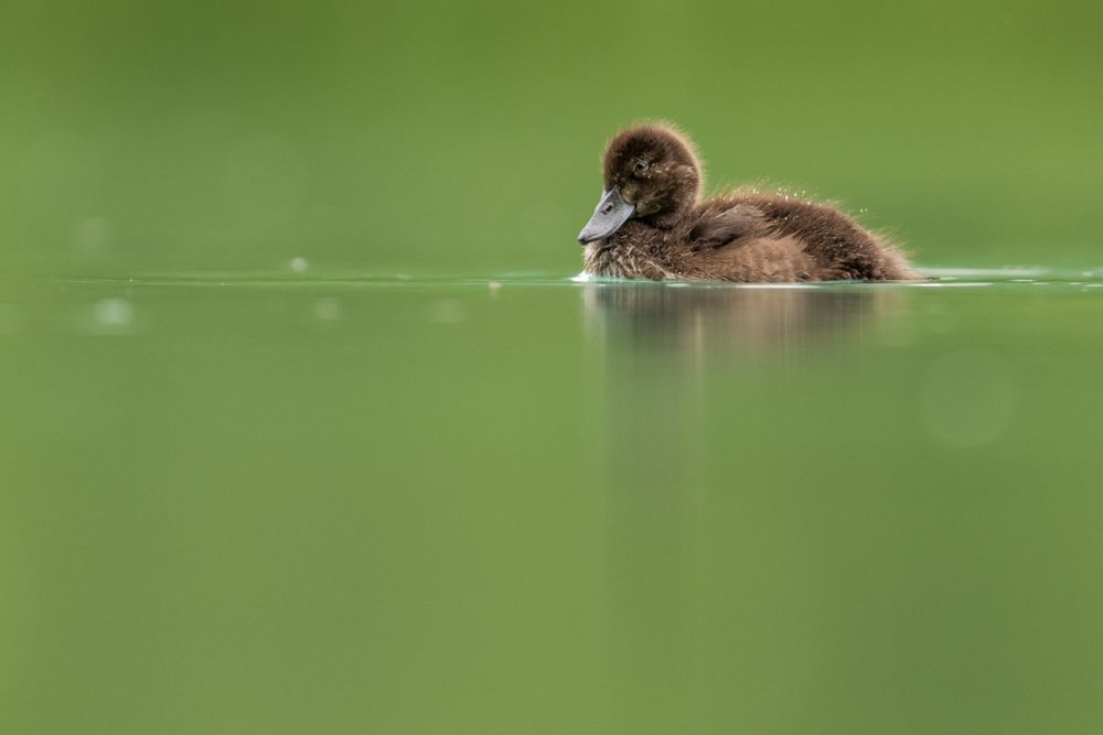 A young tufted duck in Switzerland.