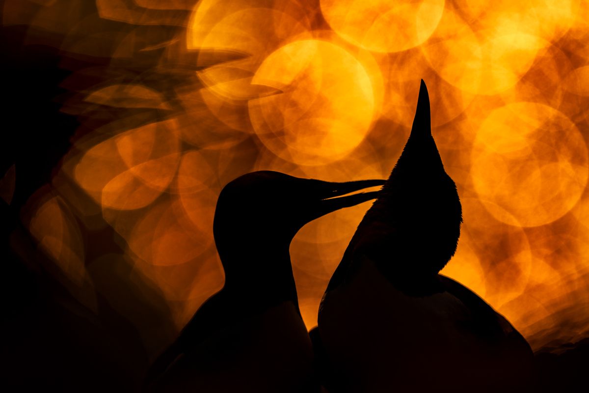 Galerie mit Vogelfotos von Seevögelb, fotografiert von Naturfotograf Nicolas Stettler..