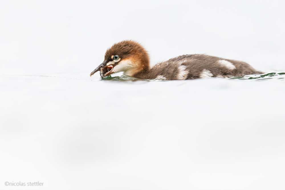 A young common merganser with a fish that he caught.