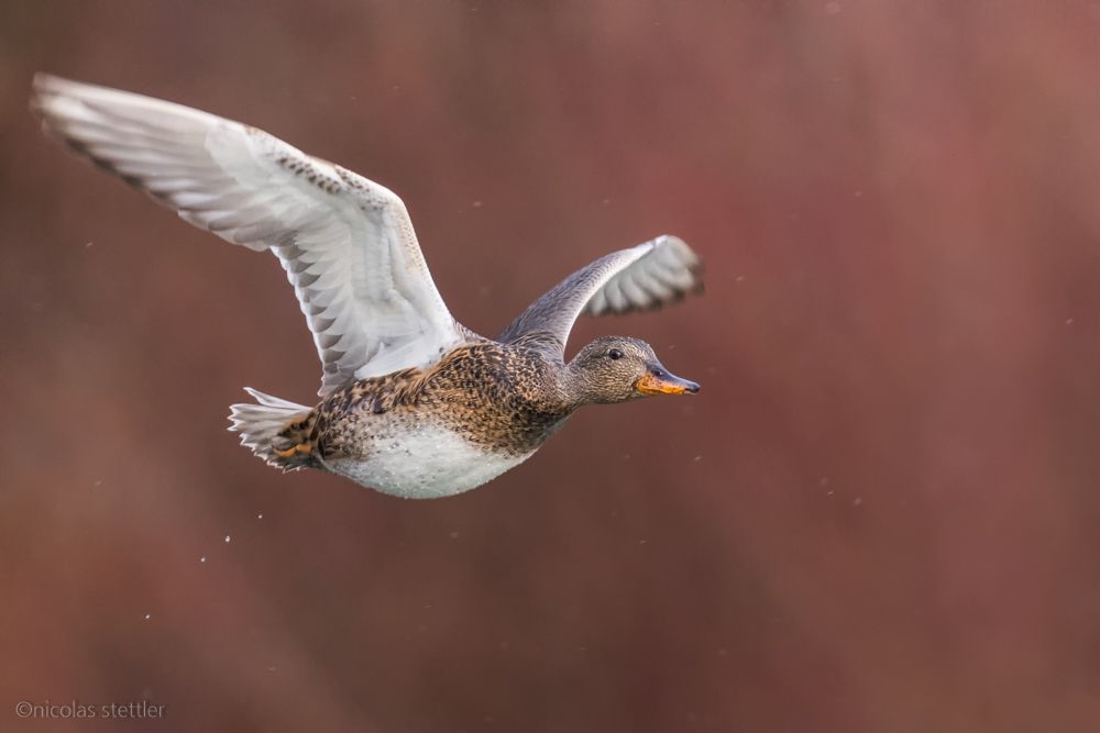 Eine Schnatterente im Flug.