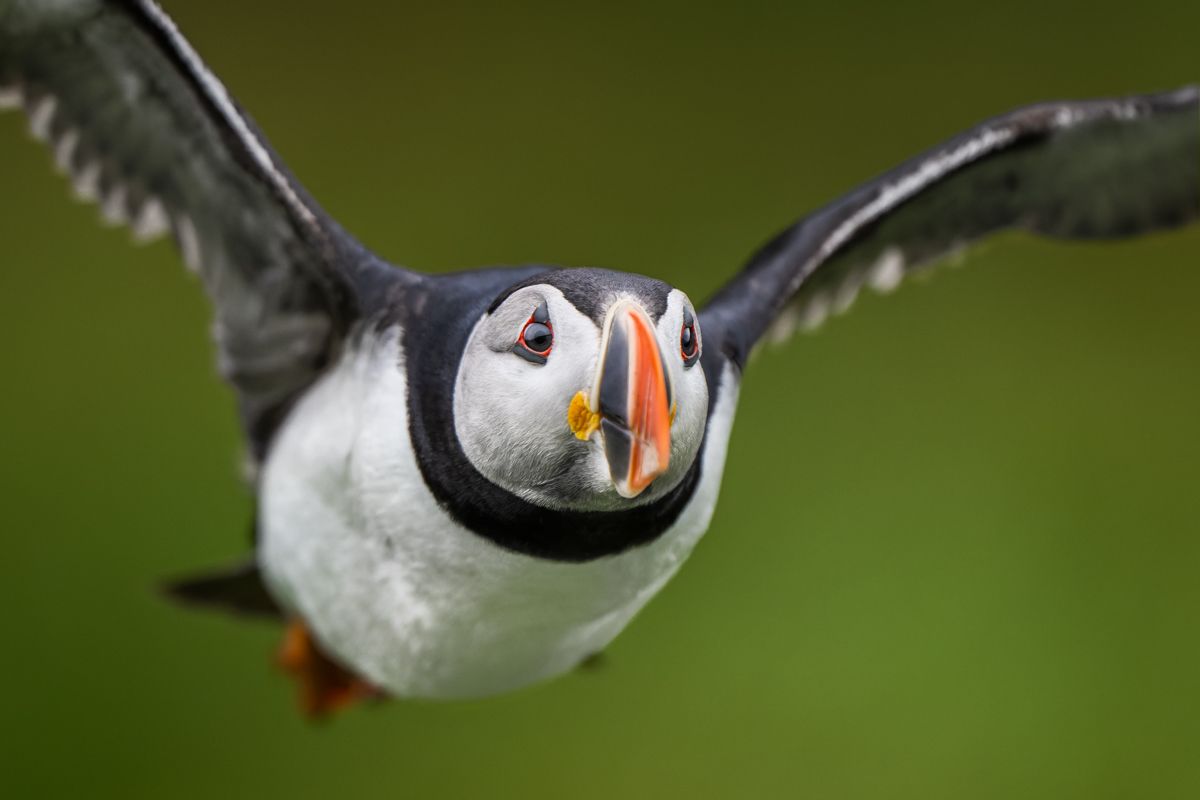 Galerie mit Vogelfotos von Seevögelb, fotografiert von Naturfotograf Nicolas Stettler..