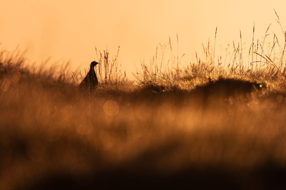 Galerie von diversen Vogelarten, fotografiert von Naturfotograf Nicolas Stettler.