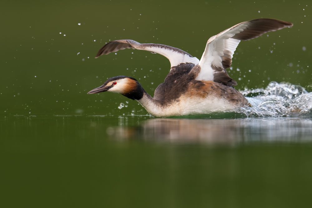 More images of this bird