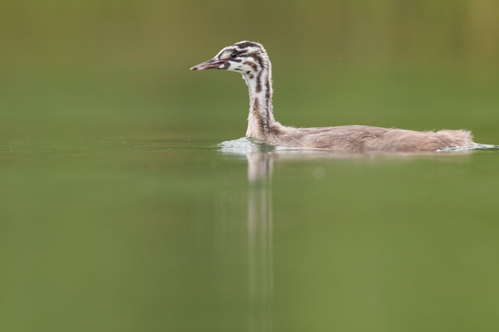 More images of this bird