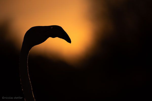 Greater flamingo silhouette with emphasis on the beak.