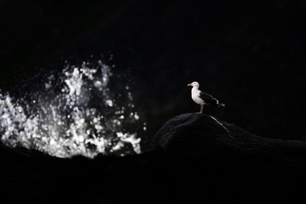 Beispielfotos von der Lofoten Fotoreise mit Birdingtours und Nikon.