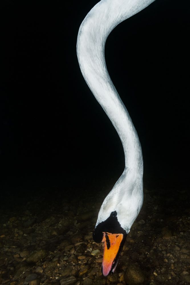 Ein Unterwasserfoto, fotografiert mit dem Ikelite 200DL.