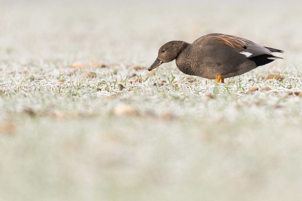 Weitere Fotos des Vogels
