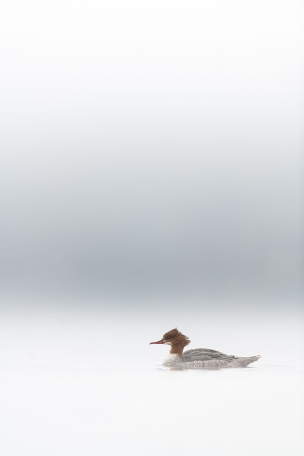 Ein Gänsesäger-Weibchen im Nebel