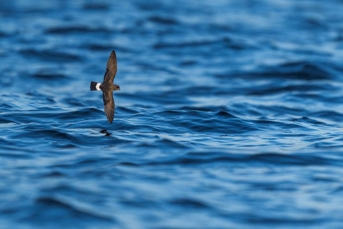 Galerie mit Vogelfotos von Seevögelb, fotografiert von Naturfotograf Nicolas Stettler..