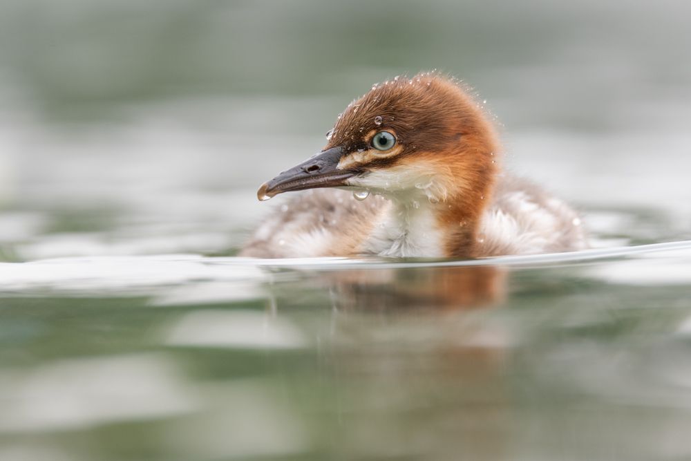 More images of this bird