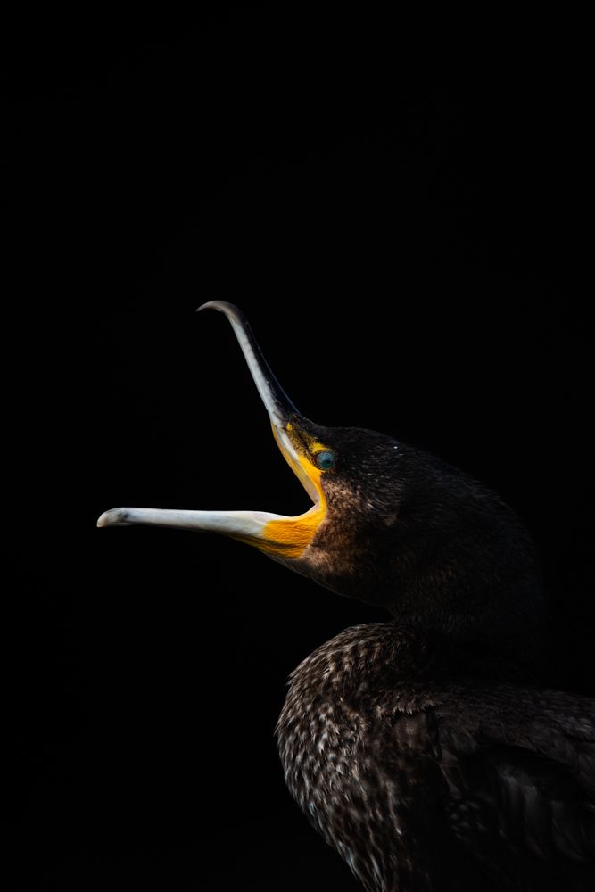 Weitere Fotos des Vogels