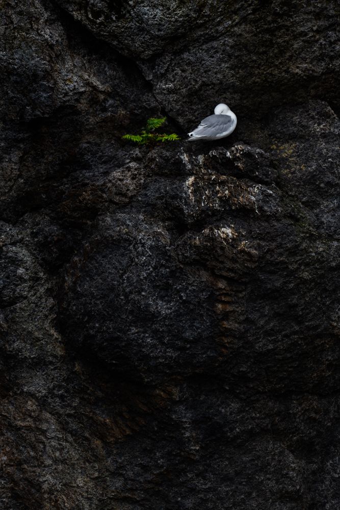 Eine Dreizehenmöwe auf ihrem Nest in einer dunklen Felswand.