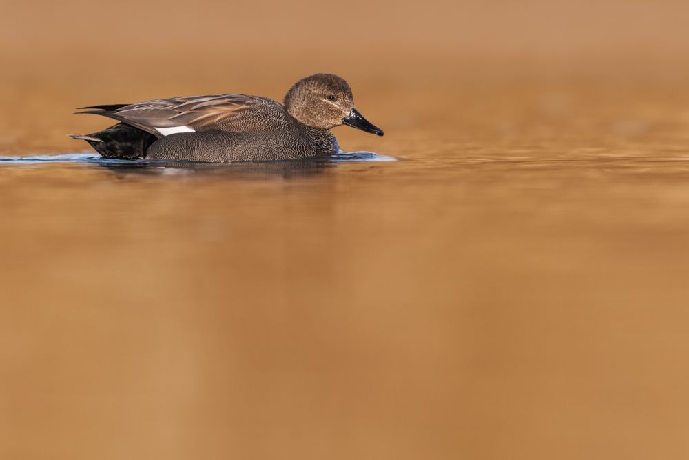 Weitere Fotos des Vogels