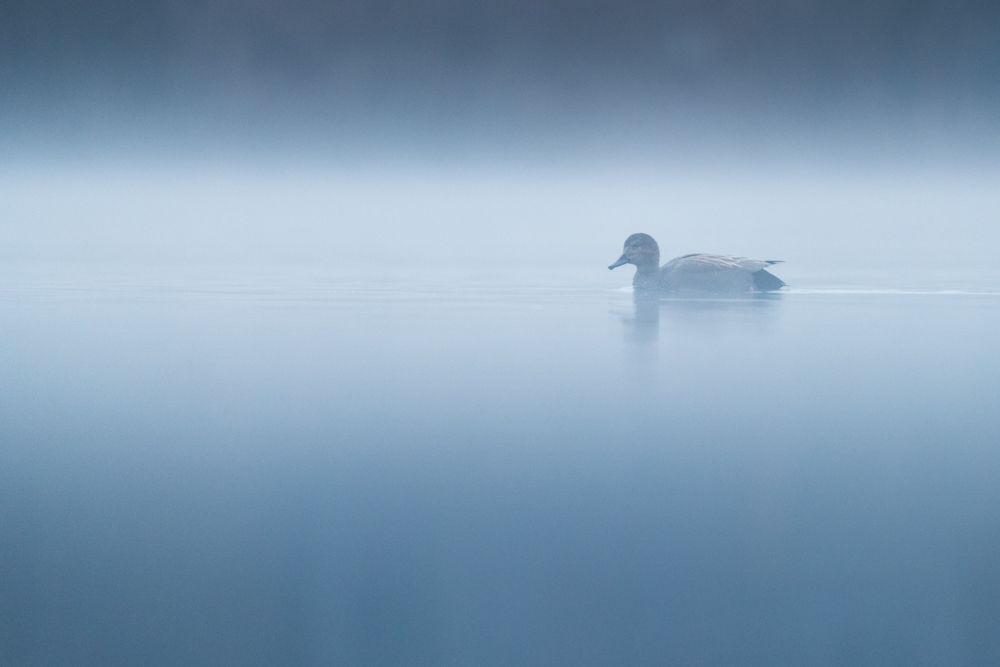 Weitere Fotos des Vogels