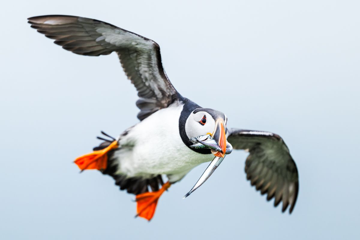 Galerie mit Vogelfotos von Seevögelb, fotografiert von Naturfotograf Nicolas Stettler..
