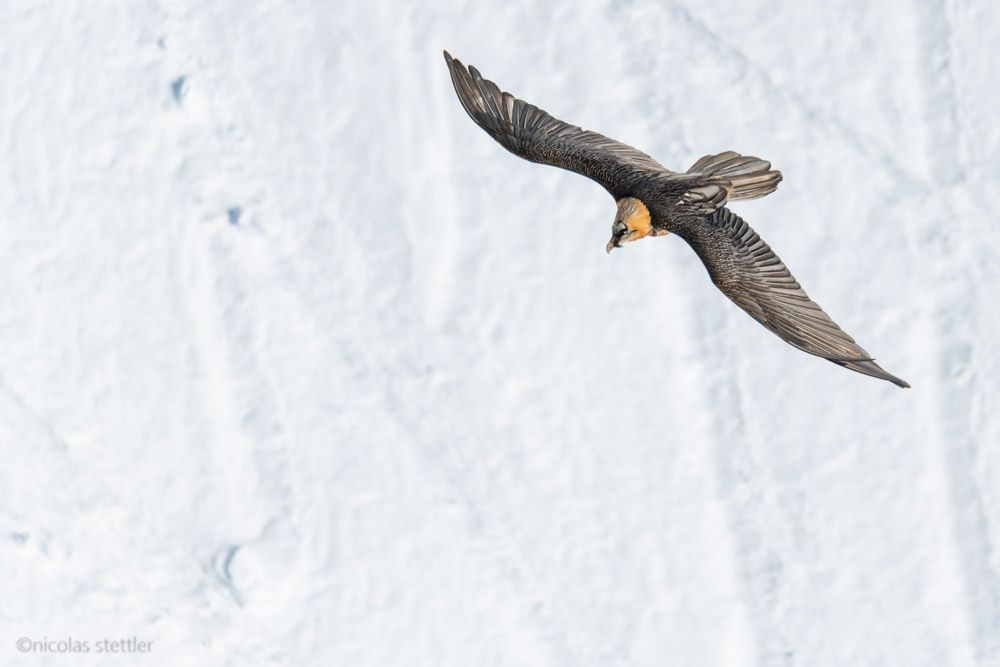 Bartgeier über einem Schneefeld