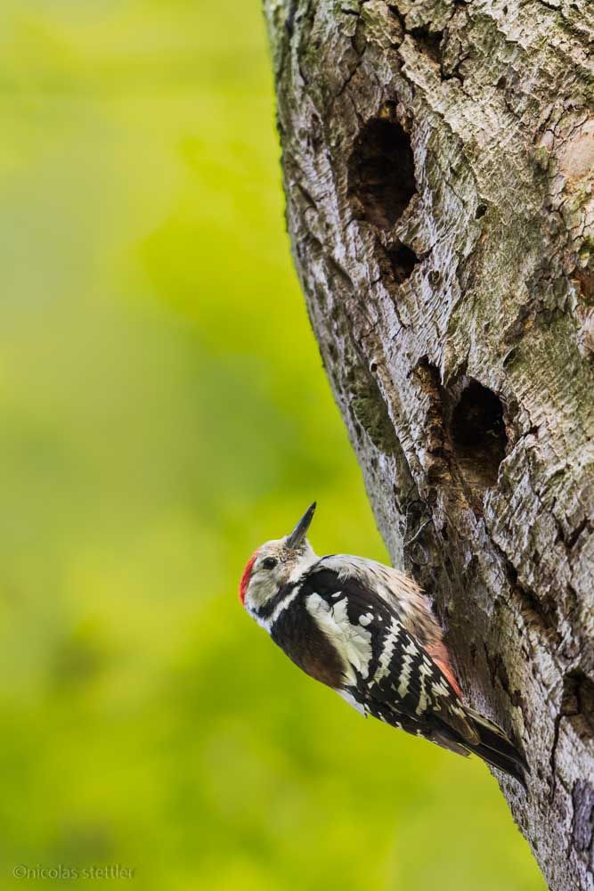 A middle-spotted woodpecker at his nest cave