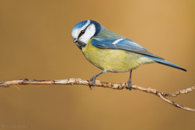 Blaumeise vor unscharfem Hintergrund im Wald.