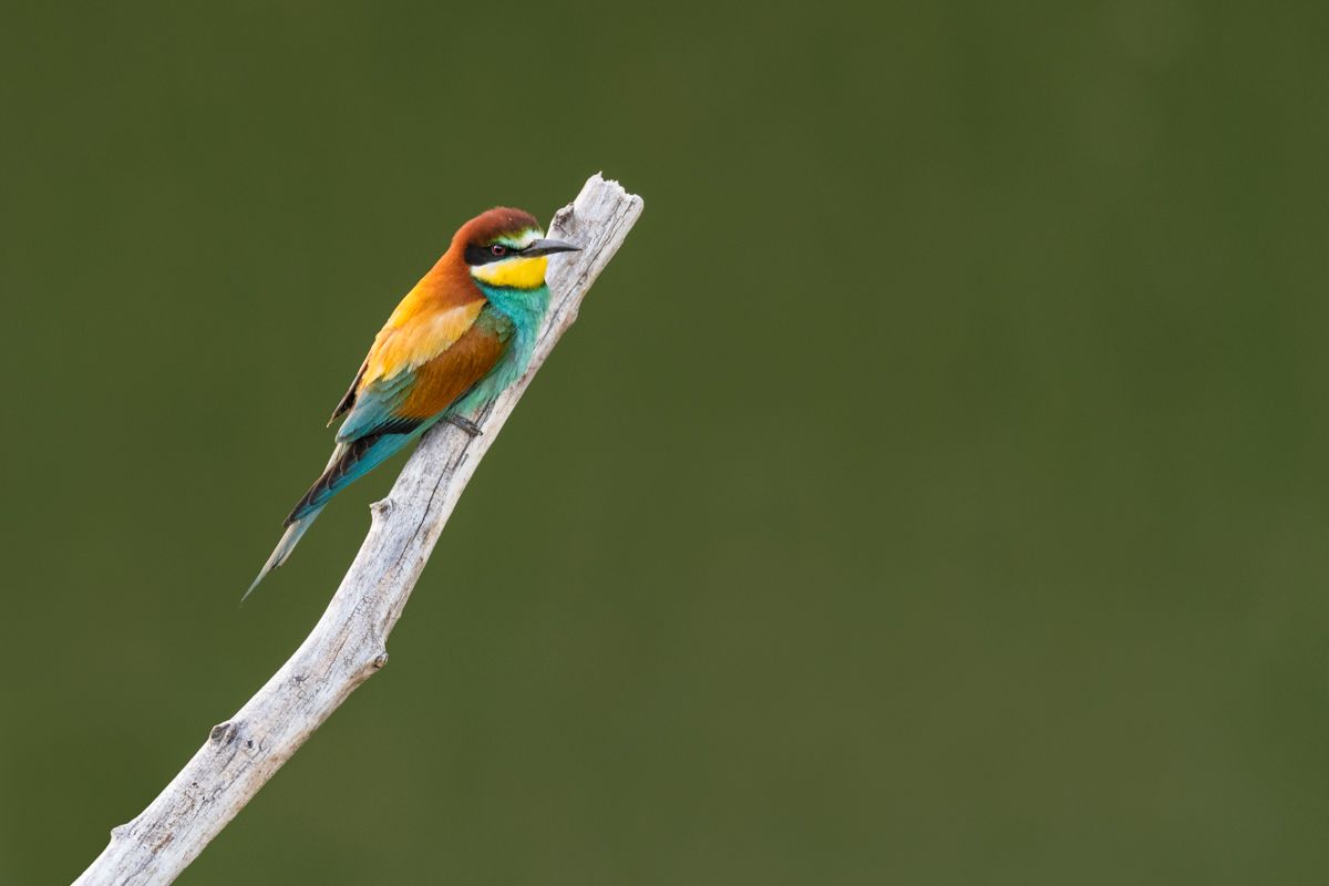 Galerie von diversen Vogelarten, fotografiert von Naturfotograf Nicolas Stettler.