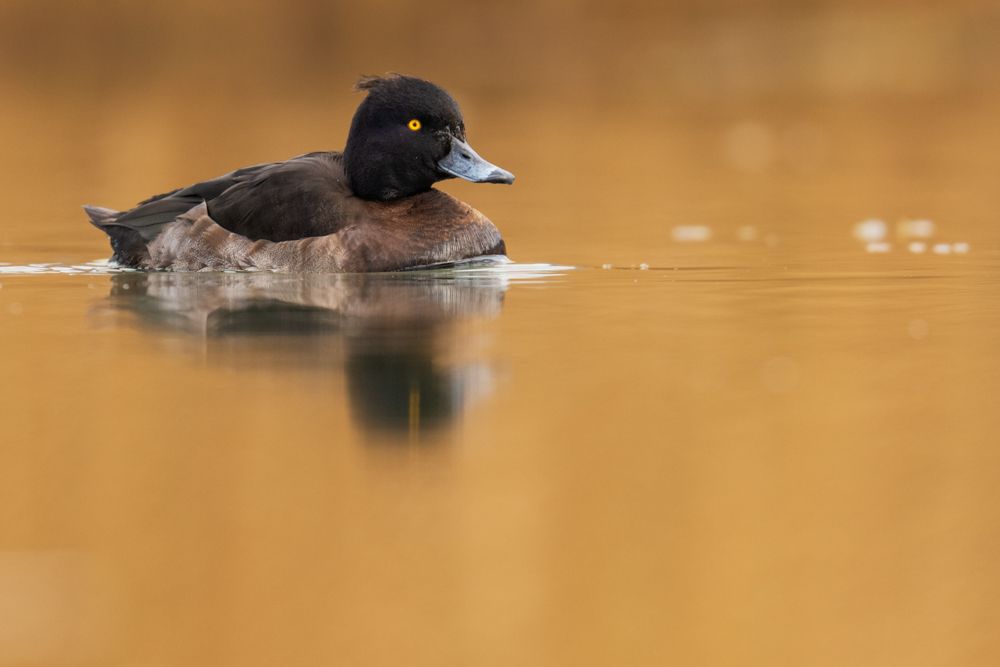 More images of this bird