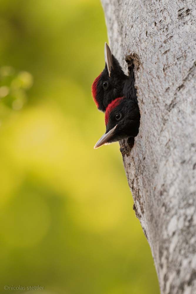Two young black woodpeckers looking out of their nesting cave.