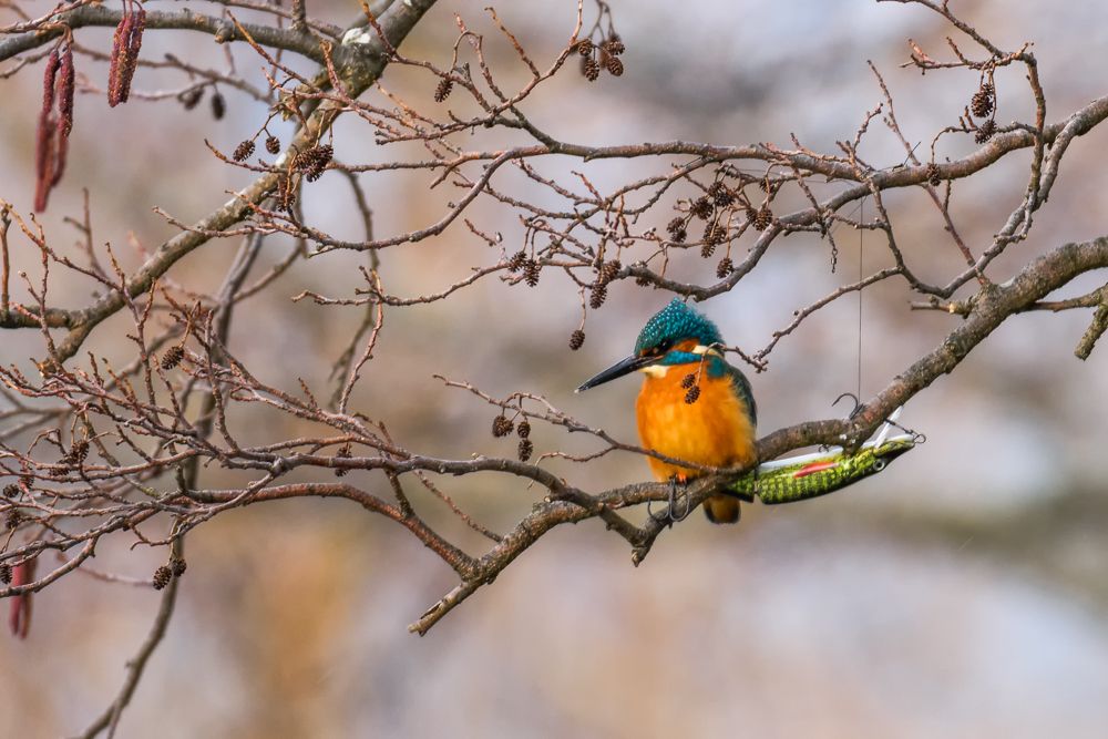 Weitere Fotos des Vogels