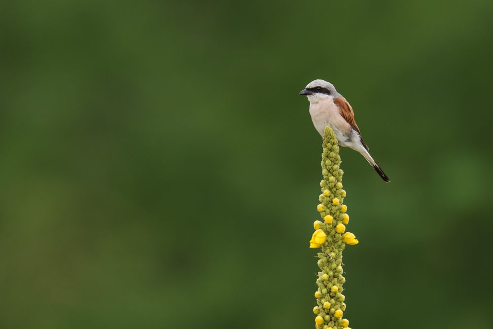 Weitere Fotos des Vogels