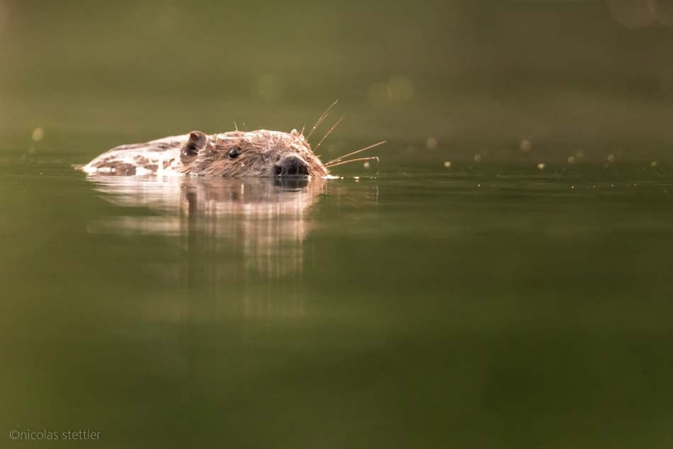Everything about the beaver and its way of life. What the beaver means for our waters and where you can best observe and photograph it. Learn about the beaver lodge and how he keeps his teeth sharp.