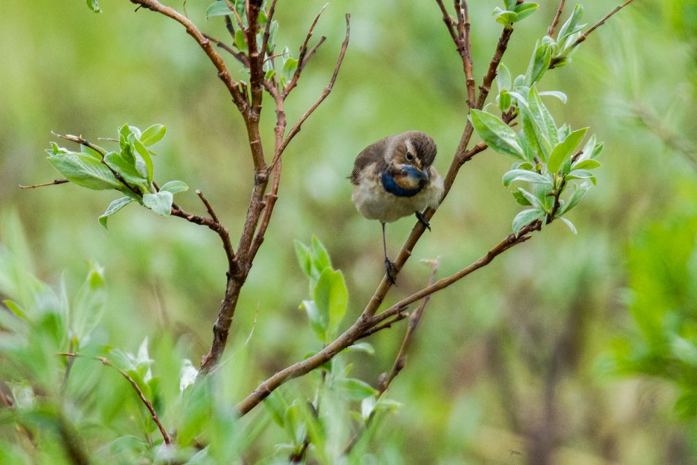 Dieses Blaukehlchen-Weibchen war vermutlich schon etwas älter, weshalb die Brust schon relativ blau war.