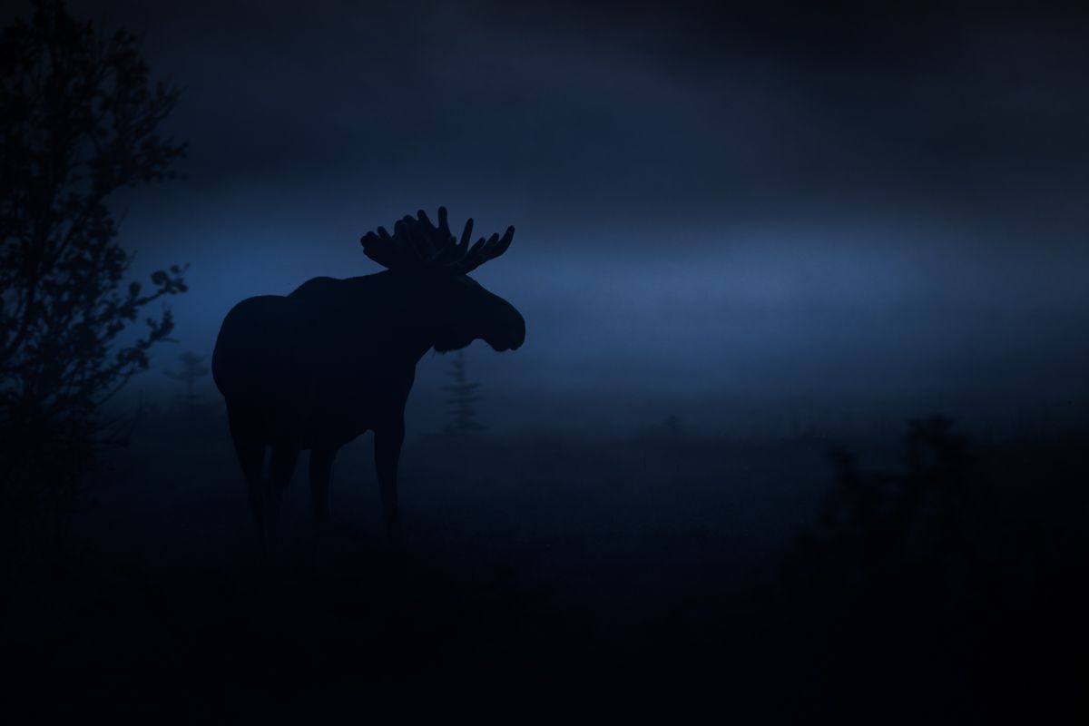 Galerie mit Biber Fotos, fotografiert von Naturfotograf Nicolas Stettler.