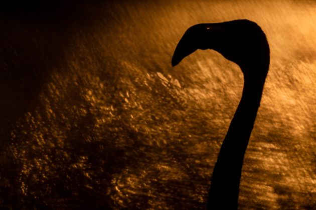 Beispielfotos von der Camargue FotoReise mit Birdingtours und Nikon.