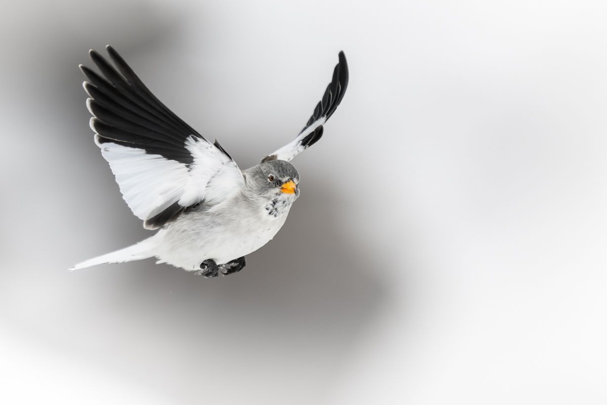 Gallery of songbird images of nature photographer Nicolas Stettler.