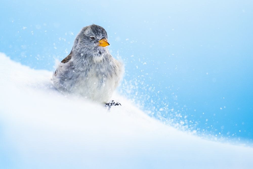 Beispielfotos von der Neusiedlersee Reise mit Birdingtours und Nikon.