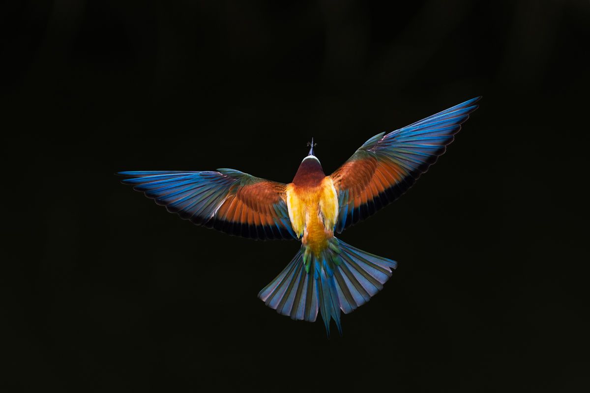 Galerie von diversen Vogelarten, fotografiert von Naturfotograf Nicolas Stettler.