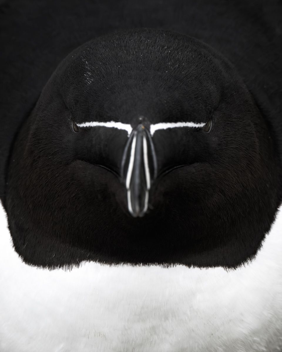 Galerie mit Vogelfotos von Seevögelb, fotografiert von Naturfotograf Nicolas Stettler..