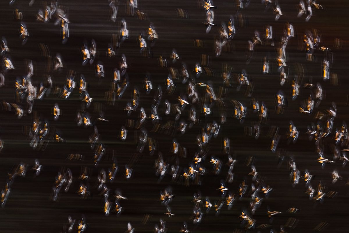 Gallery of songbirds, photographed by nature photographer Nicolas Stettler.