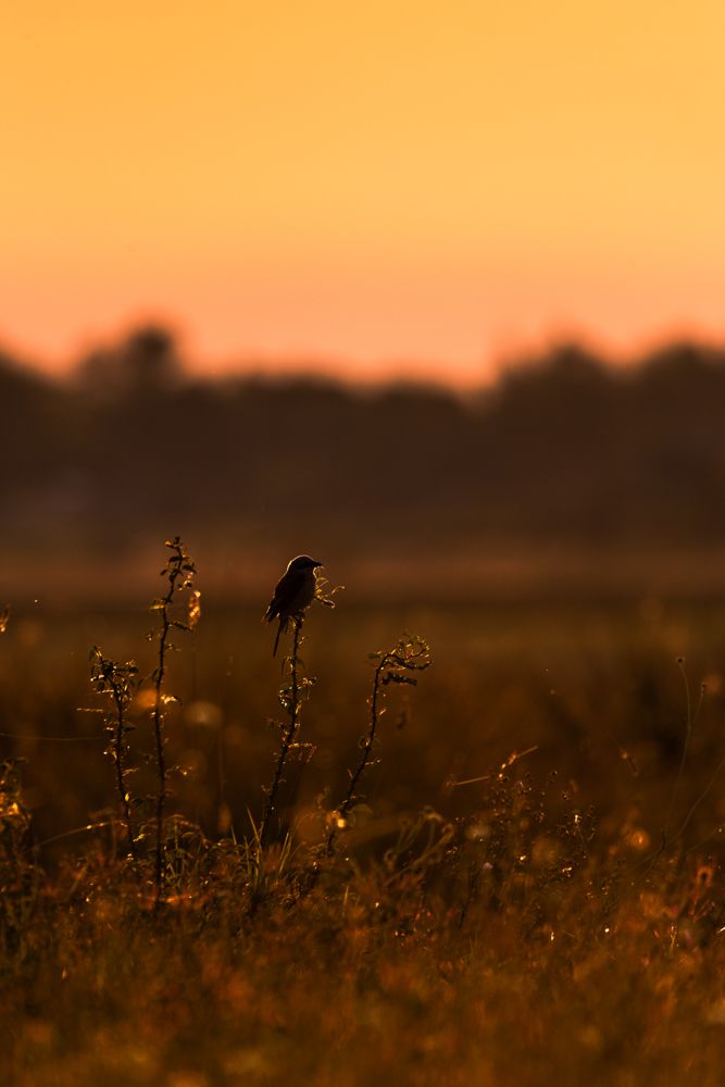 Weitere Fotos des Vogels