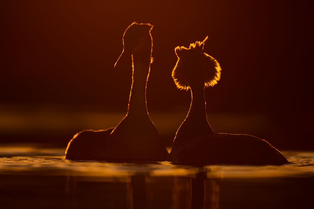 Vogelfotos Beispiele mit der Nikon Z9.