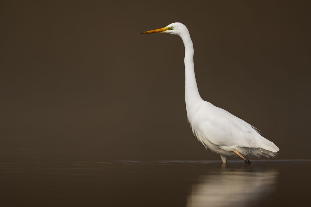 Vogelfotos Beispiele mit der Nikon Z9.