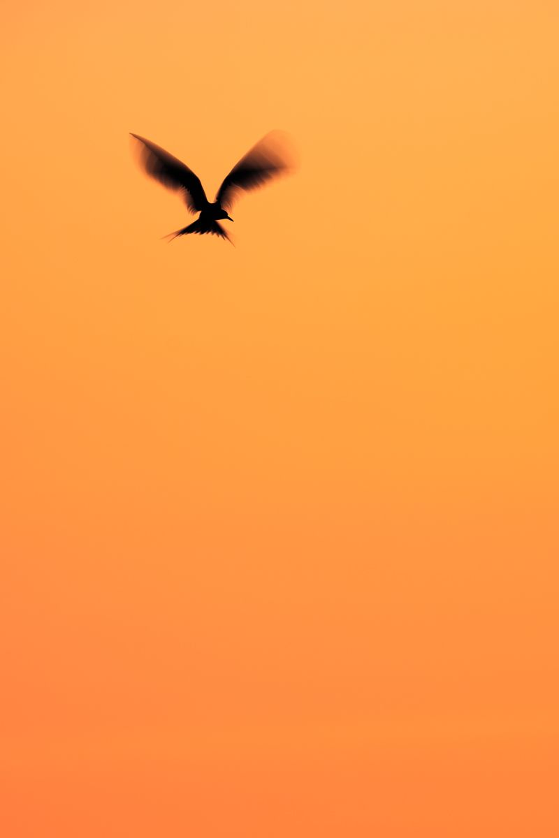 Galerie mit Vogelfotos von Seevögelb, fotografiert von Naturfotograf Nicolas Stettler..