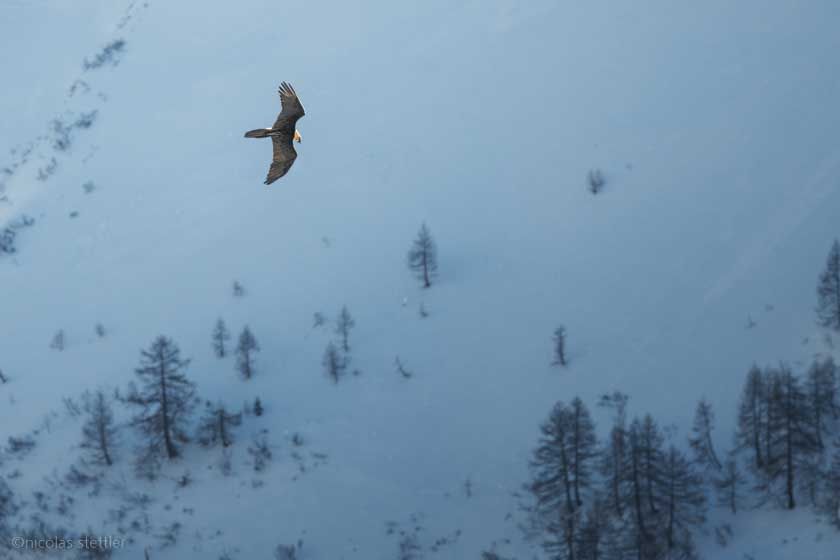 Bearded vulture (Gypaetus barbatus) flying high above the valley.