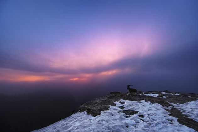 Beispielfotos von der Schweiz im Winter Fotoreise mit Birdingtours und Nikon.